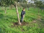 Agroecologie-Desherbage-du-pied-arbre