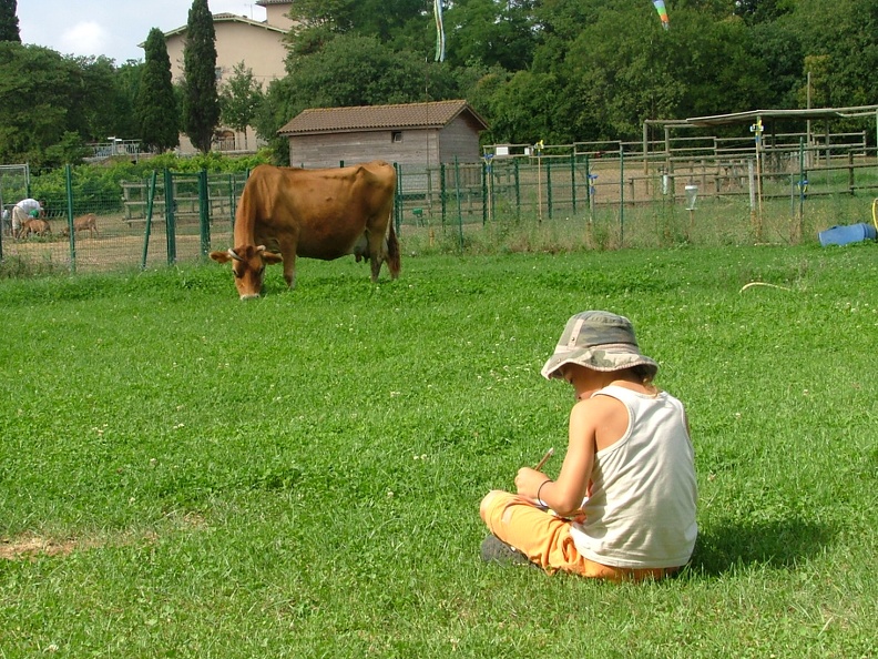 Vache-Observation