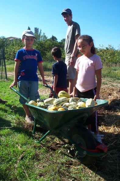 Courges-Recolte07.JPG