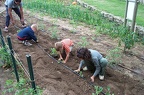 Jardinage-Plantation-choux