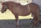Cheval12