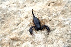 Scorpion-noir