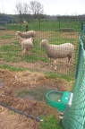 Abreuvoir-Moutons1