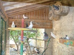 Pigeonnier1