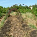 Tunnel-courge