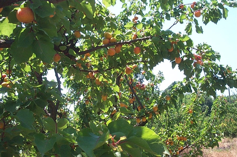 Abricotier-Fruit.jpg