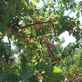 Abricotier-Fruit