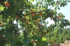 Abricotier-Fruit