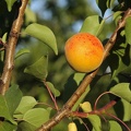 Abricotier-Fruit1