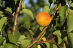 Abricotier-Fruit1