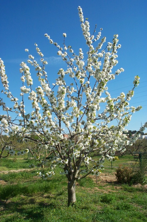 Cerisier-Arbre