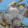 Cerisier-Fleurs1