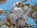 Cerisier-Fleurs1