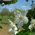 Cerisier-Fleurs2