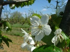Cerisier-Fleurs2