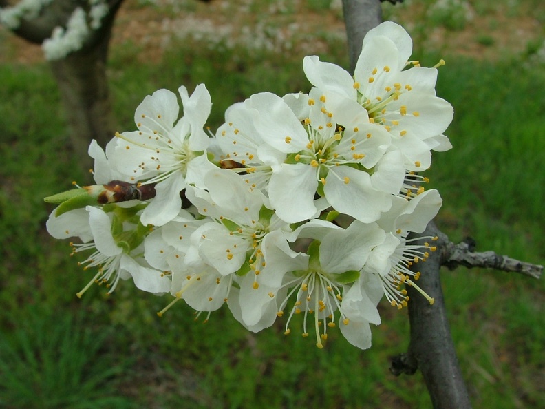 Cerisier-Fleurs3.JPG