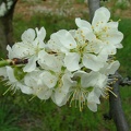 Cerisier-Fleurs3