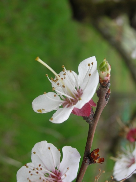 Cerisier-Fleurs5.JPG
