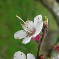 Cerisier-Fleurs5