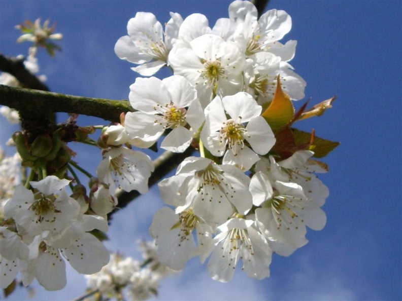 Cerisier-Fleurs6.jpg
