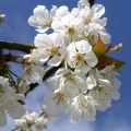 Cerisier-Fleurs6