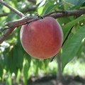 Pecher-Fruit1