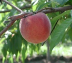 Pecher-Fruit1
