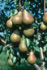 Poirier-Fruit
