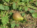 Poirier-Fruit1