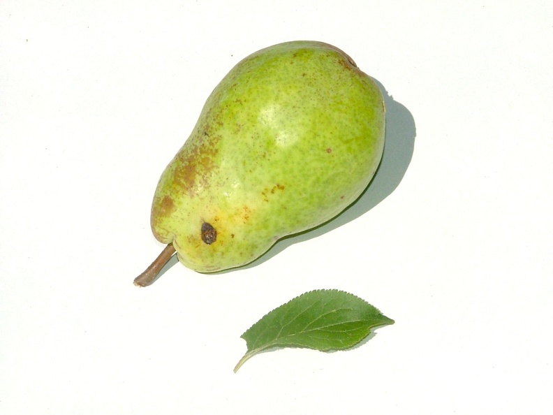 Poirier-Fruit2.JPG