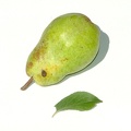 Poirier-Fruit2