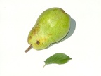 Poirier-Fruit2