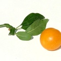 Prunier-feuille-fruit