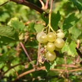 Vigne-Raisin-blanc
