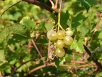 Vigne-Raisin-blanc