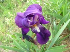 Iris-Fleur