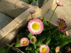 Paquerette-Fleur