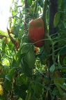 Tomate-Fruit1