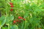 Tomate-Fruit2