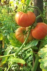 Tomate-Fruit3