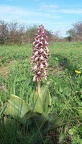 Barlie-robert-Orchidee