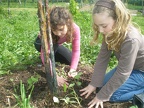 Agroecologie-Plantation-capucine-contre-puceron