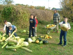 Courges-Recolte02