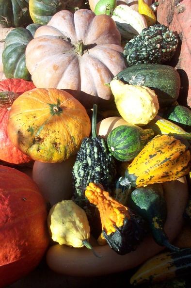 Courges-Recolte06.JPG