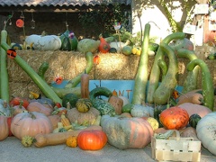 Courges-Recolte17