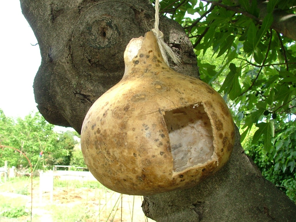 Courges-Sculte6