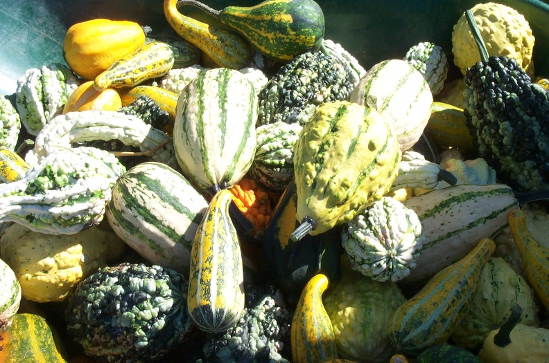 Courge-Recolte.JPG