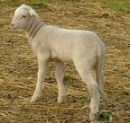 Mouton-Agneau