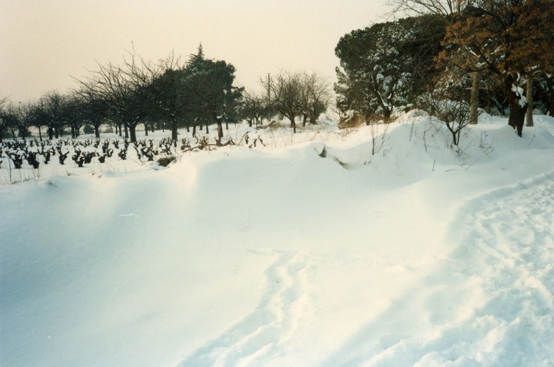 Photos-anciennes-80-vigne-neige