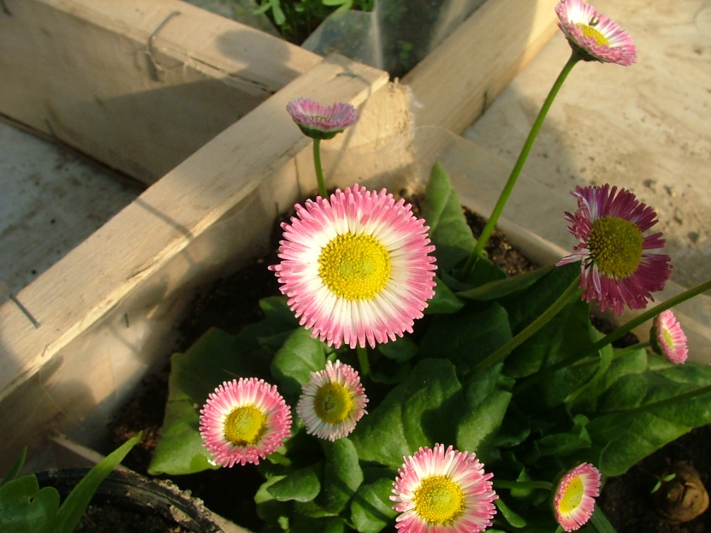 Rosier-Feuille  Photothèque de l'Écolothèque